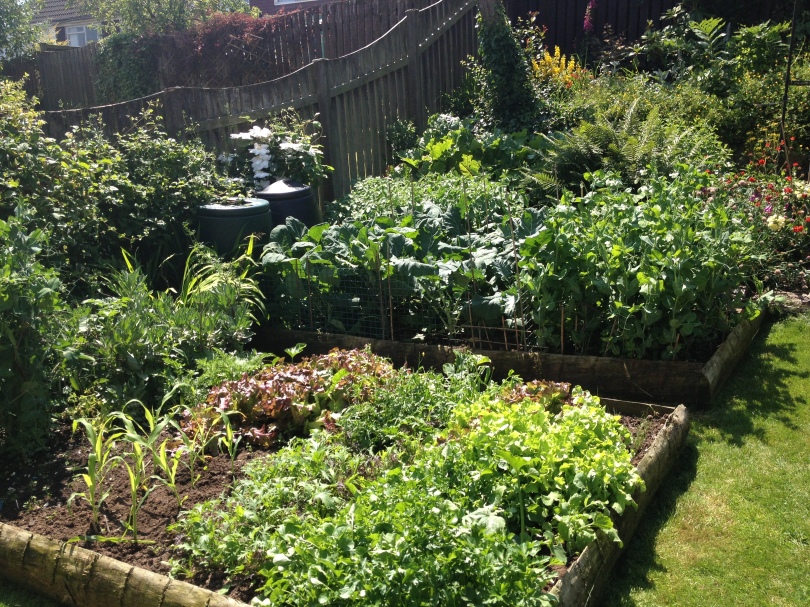 Raised beds - my Peter built these 3 years ago from off cuts from the local timber yard