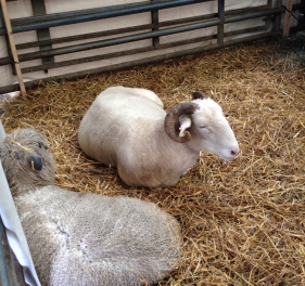 The rare breed sheep were 'not bovered'