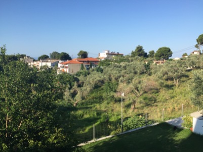The olive groves from our balcony